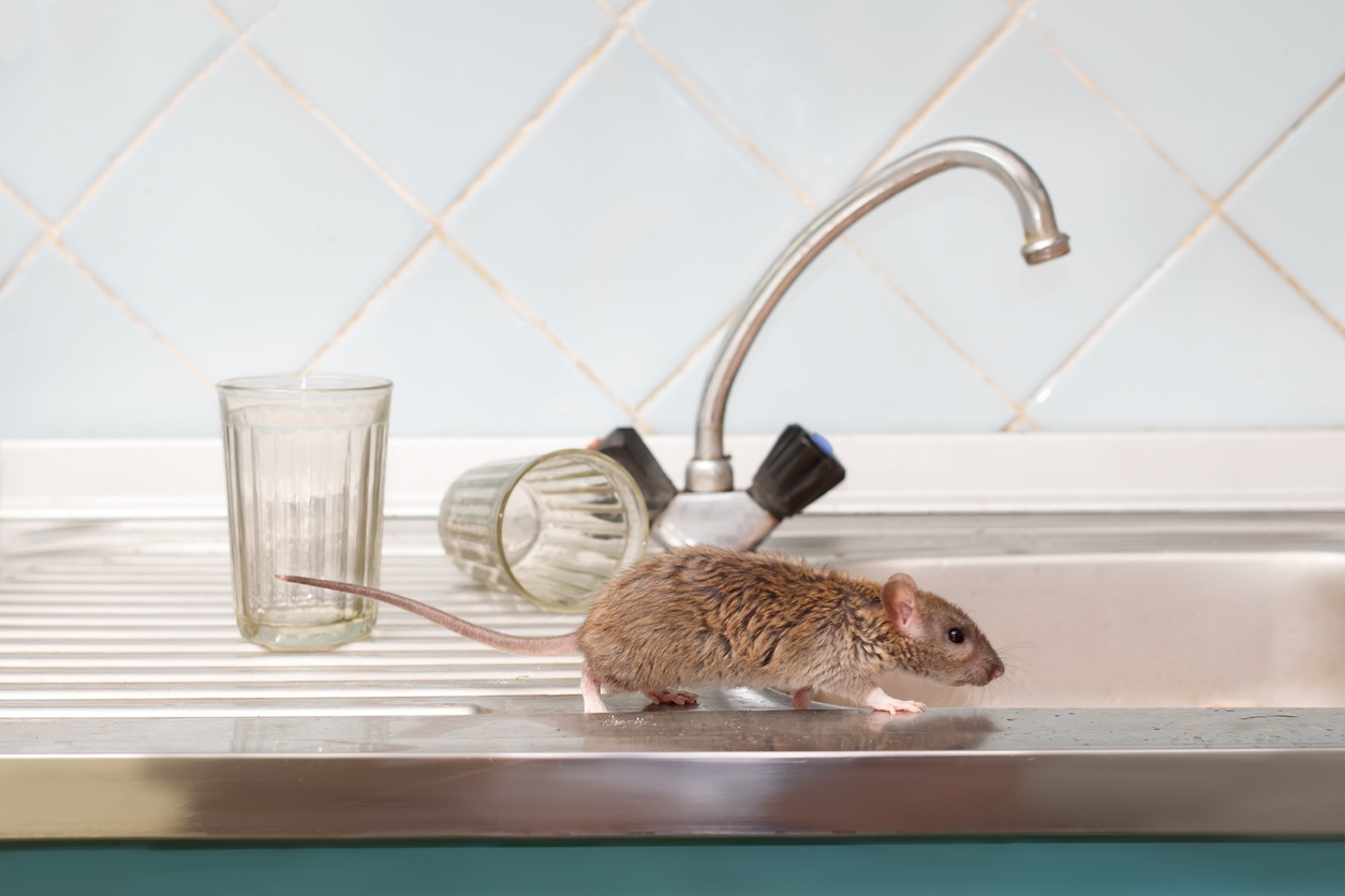 A brown rat runs across a sink countertop, in front of two dirty glasses