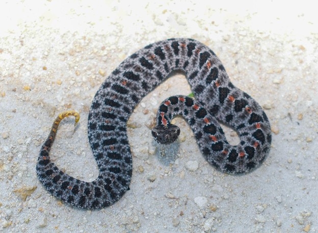 A black pygmy rattlesnake spreads out on gravel, ready to strike