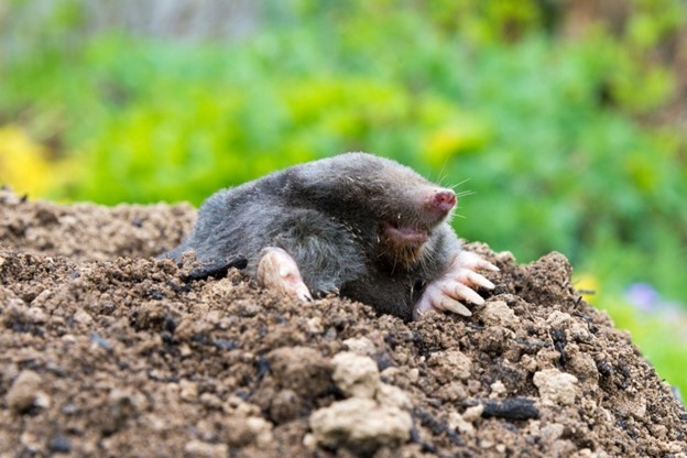 A mole pops out of its dirt burrow, in front of a backdrop of green and yellow flowers