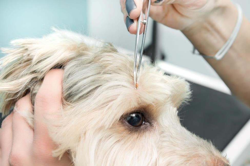 A person uses metal tweezers to remove a tick from above a dog’s eye