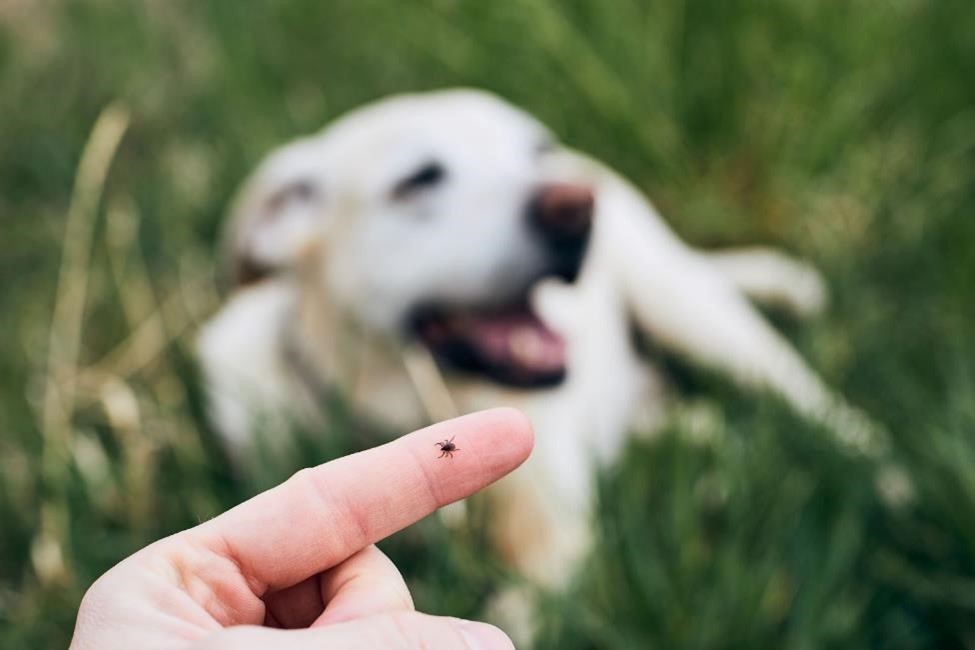 A tick on a finger next to a dog
