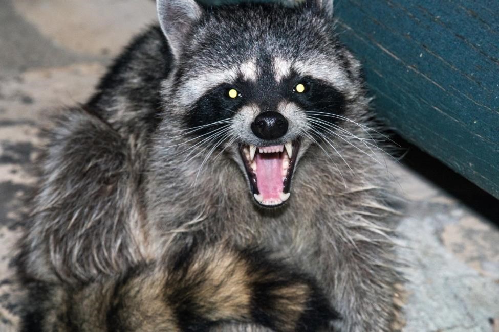 An angry raccoon outside a house