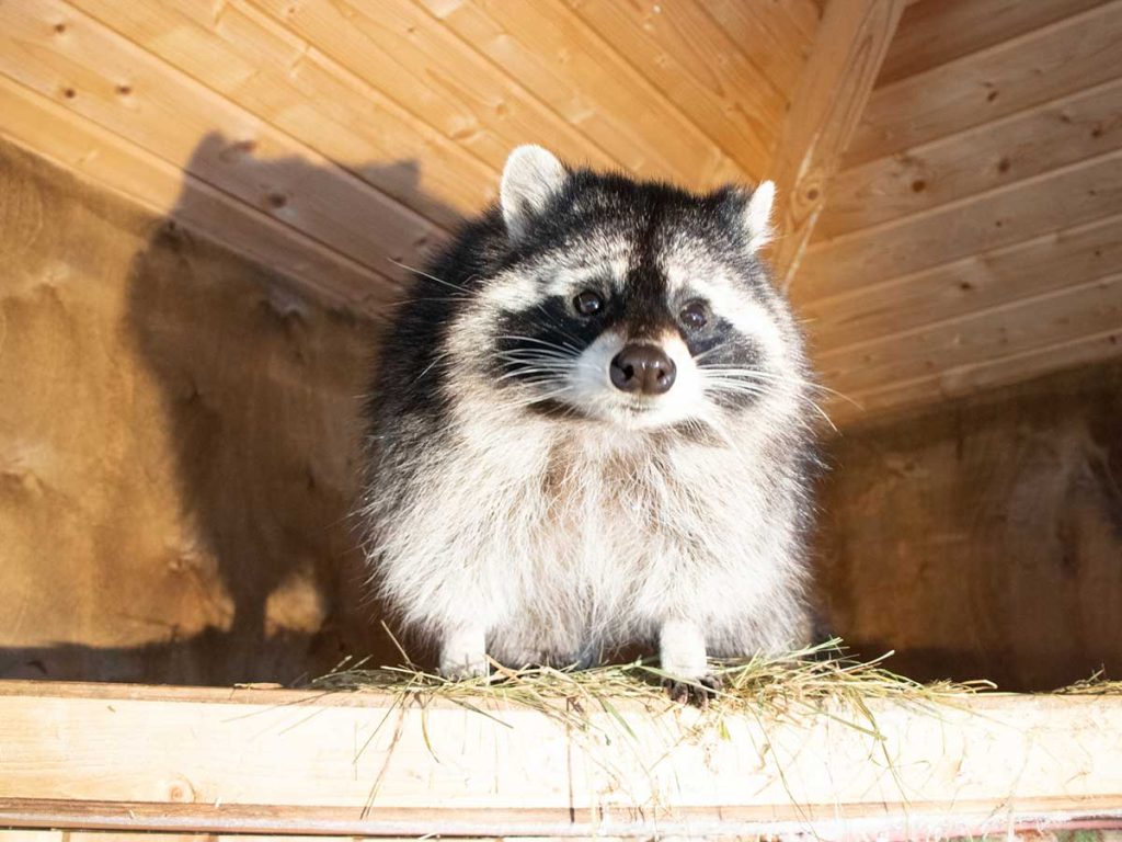 How do Raccoons Get into My Attic?