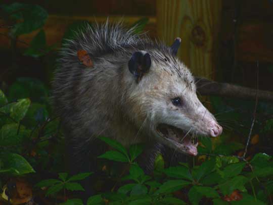 opossum removal in tampa