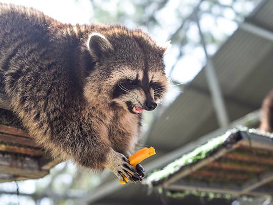 Raccoon removal in Houston