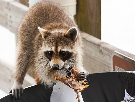 Raccoon removal in tampa