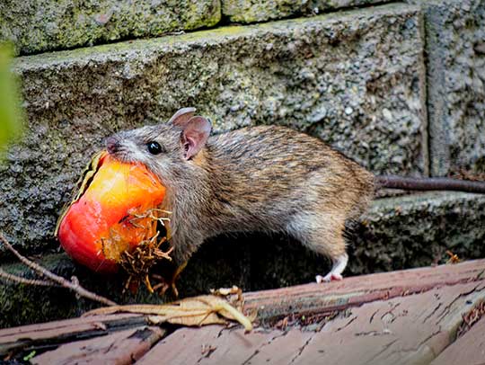 rat control and exclusion in Tampa