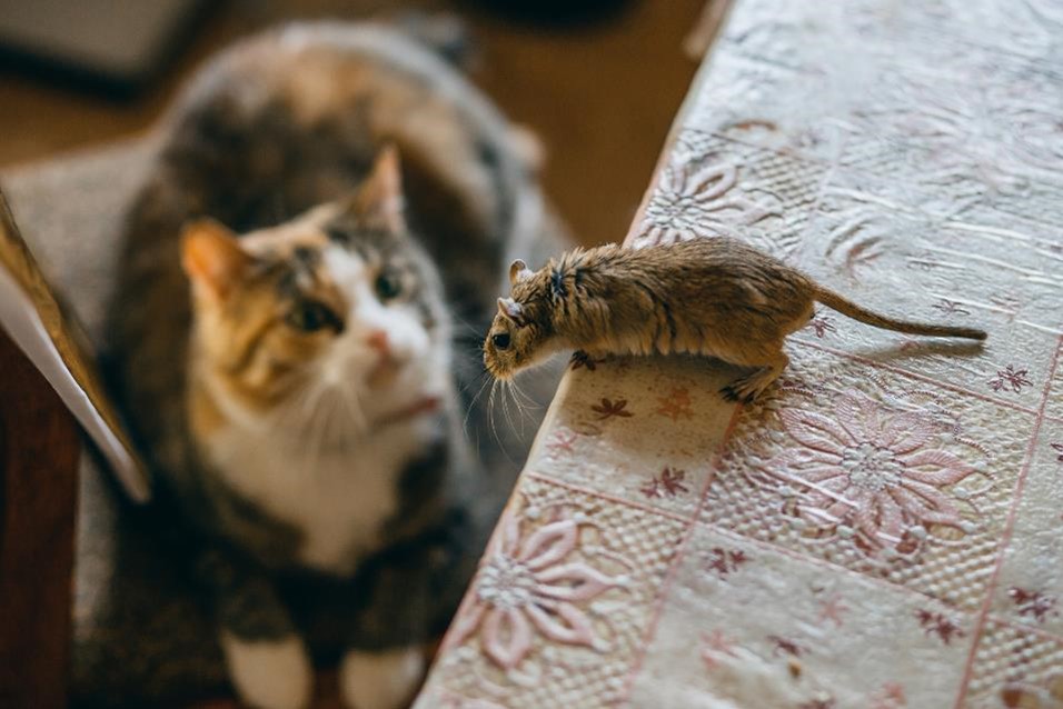 Cat looking at a mouse