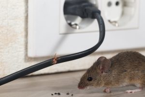 rodent chewing wire