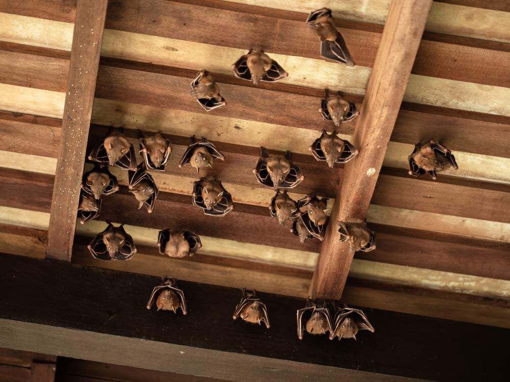 Group of bats hanging from wooden beams.
