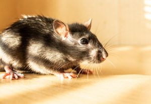 Most Common Types of Rodents in Florida