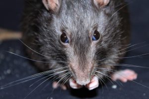 Is DIY Rat Removal Cheaper for Your Commercial Building?
