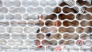 Cage Rat Trapping Vs. Spring Rat Trapping