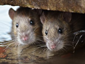 Rodent Issues to Look Out for This Summer