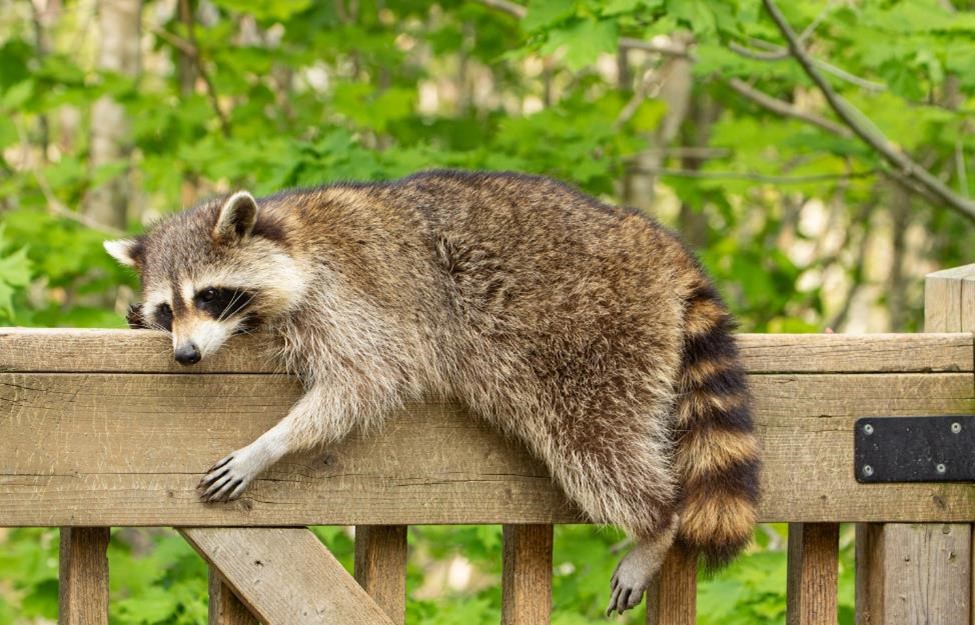 A raccoon lounging on the porch of a home in Florida