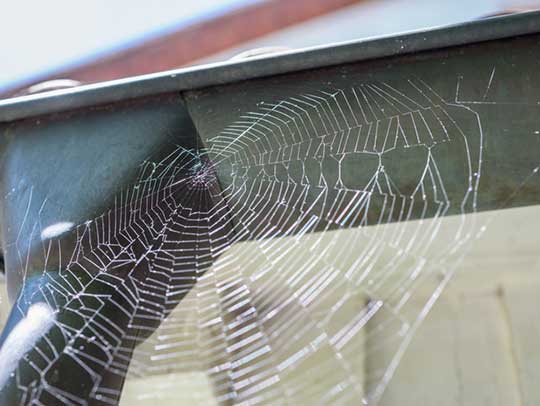 Tampa’s Premier Spider Control and Removal Service