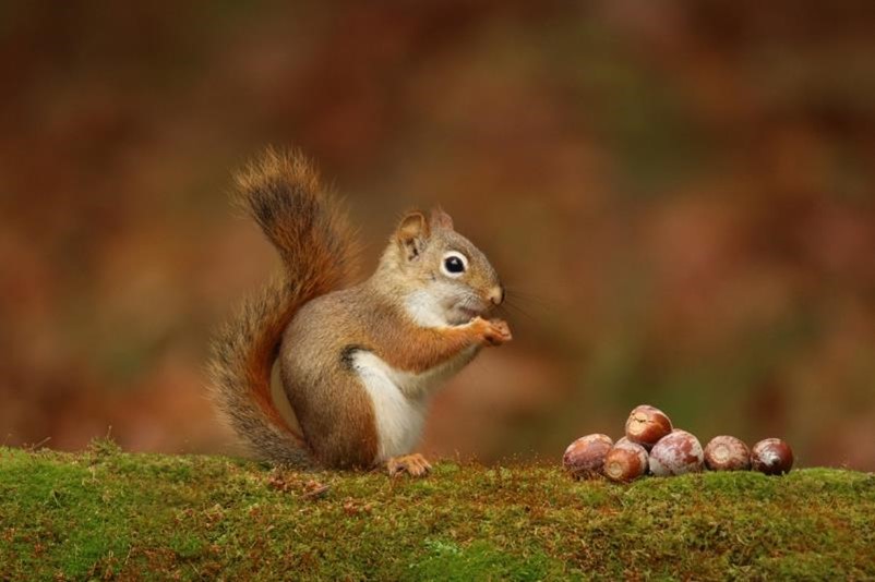 A squirrel eating acorns