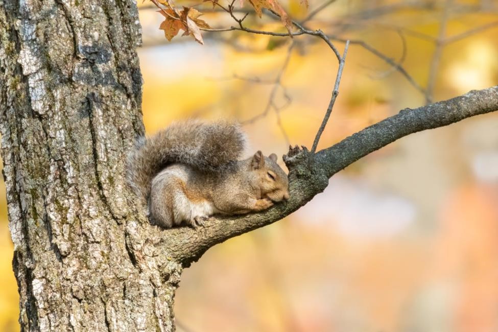 A squirrel sleeping in a tree