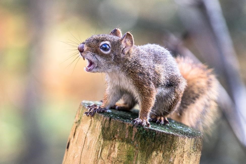 a squirrel is perched on top of a stump with its mouth open