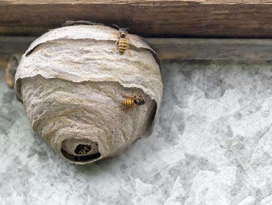 Wasp Control, Removal and Protection in Tampa: Your Shield Against Stingers