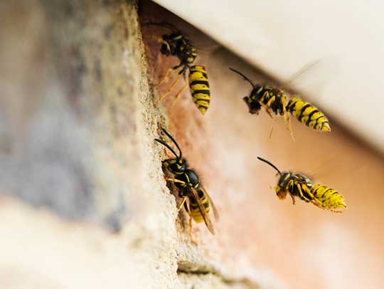 wasp removal in tampa