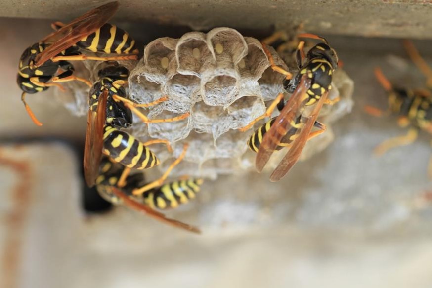 Wasps swarming around a hive